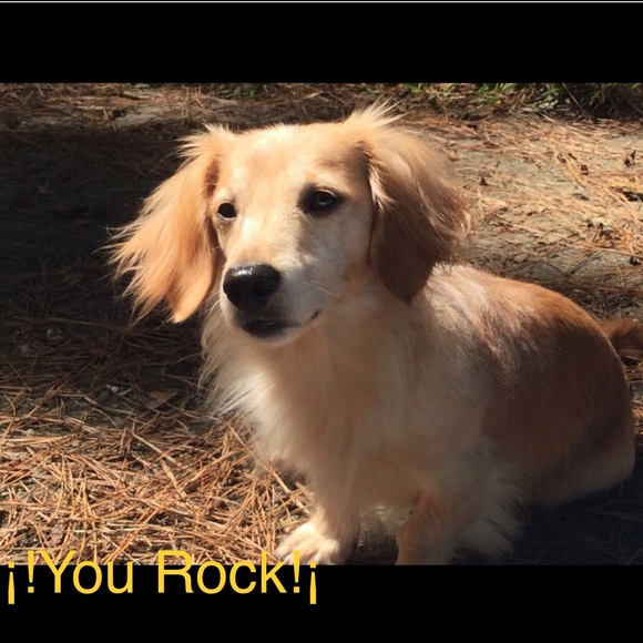 Meet, Robin 🦁 & Crash O’Malley “the alley pup” - Picture 3 of 6